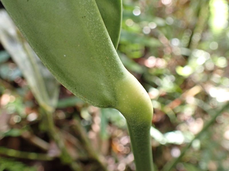 Anthurium ottonis, photographed by Skjold Søndergaard