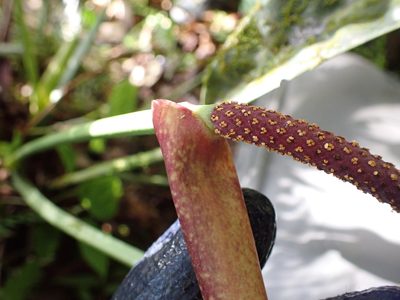 Anthurium ottonis, photographed by Skjold Søndergaard