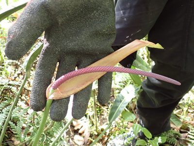 Anthurium ottonis, photographed by Skjold Søndergaard