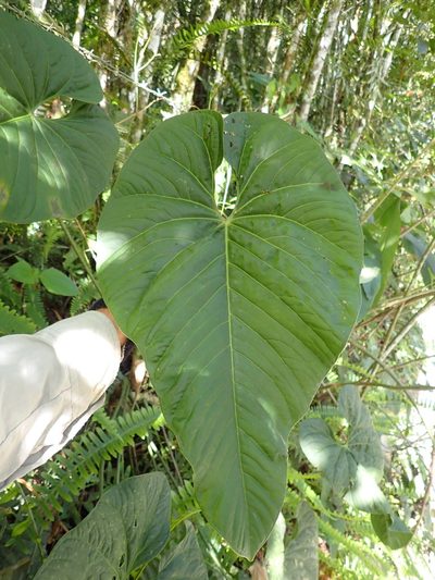 Anthurium coripatense, photographed by Skjold Søndergaard