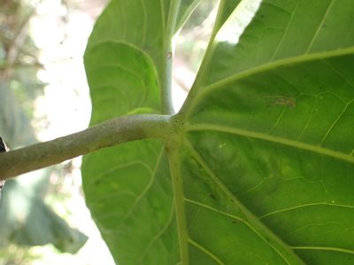 Anthurium coripatense, photographed by Skjold Søndergaard