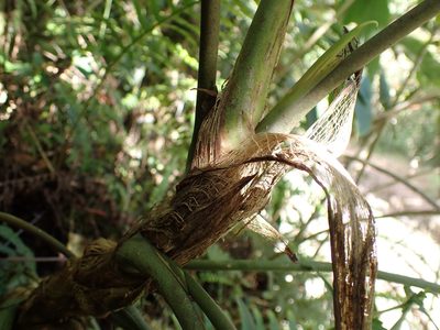 Anthurium coripatense, photographed by Skjold Søndergaard