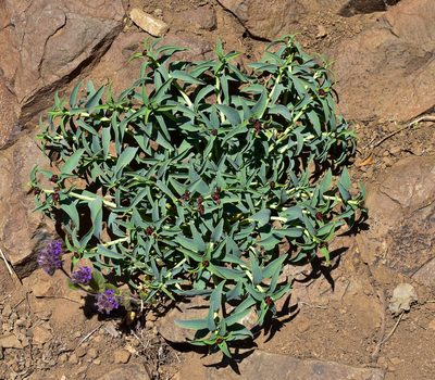 Euphorbia portulacoides, photographed by Nicolás Villaseca Merino