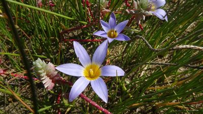 Romulea tabularis, photographed by Paul Emms