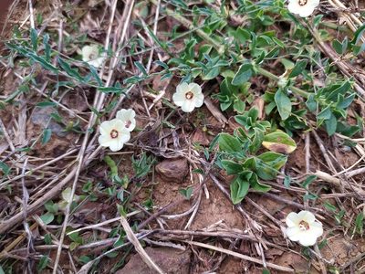 Xenostegia tridentata, photographed by Geetha Ramaswami