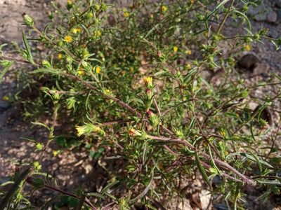 Dittrichia graveolens, photographed by Josep Gesti
