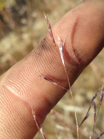 Triplasis americana, photographed by Scott Ward