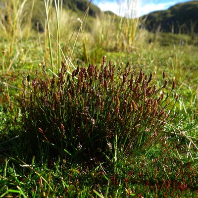 Microschizaea australis, photographed by Sarah Richardson