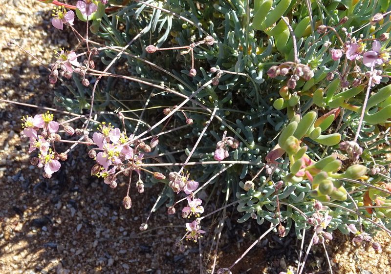 Kewa salsoloides, photographed by Peter Warren