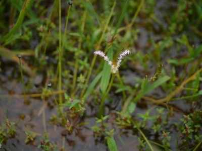 Aponogeton satarensis, photographed by Dinesh Valke