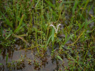 Aponogeton satarensis, photographed by Dinesh Valke