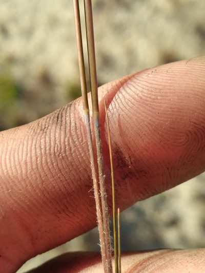 Triplasis americana, photographed by Scott Ward