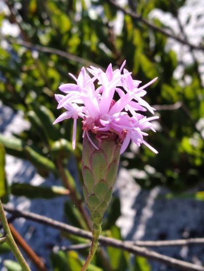 Liatris ohlingerae, photographed by Scott Ward