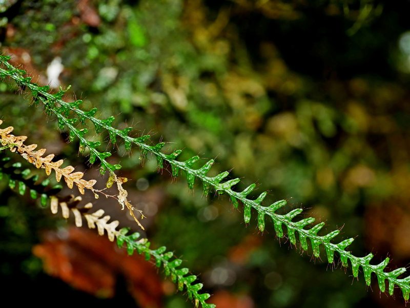 Micropolypodium okuboi, photographed by Jacy Chen
