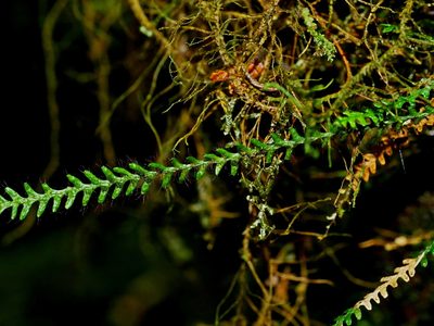 Micropolypodium okuboi, photographed by Jacy Chen
