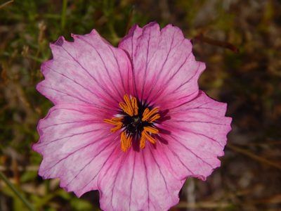 Monsonia speciosa, photographed by melda