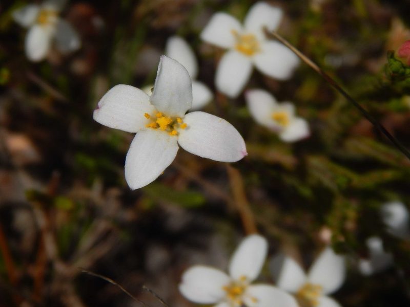 Lachnaea uniflora, photographed by melda