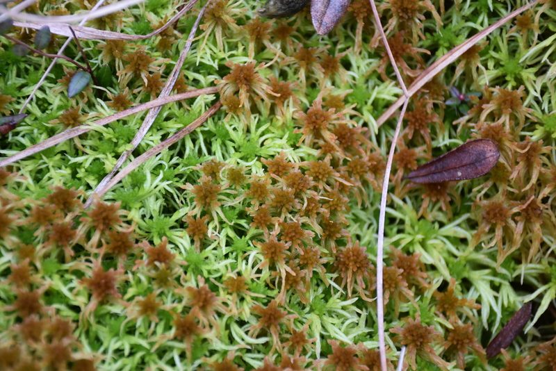 Sphagnum angustifolium, photographed by Игорь Васильев