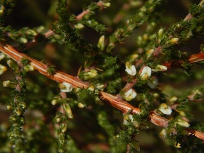 Aspalathus hispida, photographed by melda