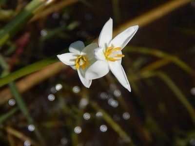 Pauridia aquatica, photographed by melda
