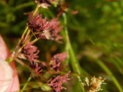 Juncus cephalotes, photographed by melda