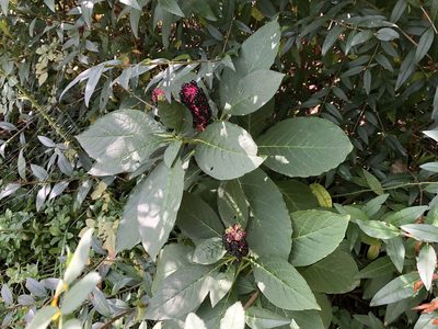Phytolacca acinosa, photographed by Pavel Kacl