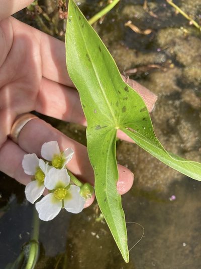 Sagittaria montevidensis, photographed by kent ozment