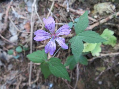Geranium nodosum, photographed by Marco Mussita