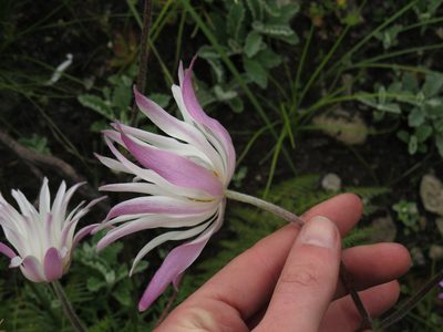 Knowltonia tenuifolia, photographed by Jeremy Gilmore