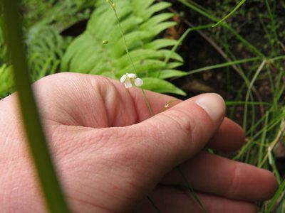 Heliophila meyeri, photographed by Jeremy Gilmore