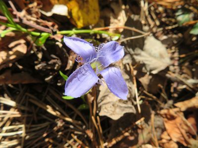 Gentianopsis ciliata, photographed by Marco Mussita
