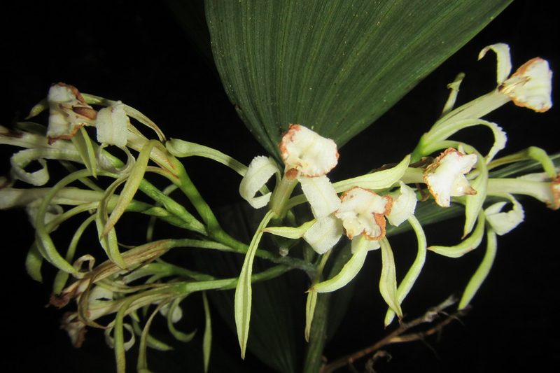 Corymborkis veratrifolia, photographed by coenobita
