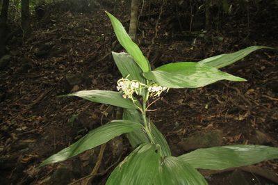 Corymborkis veratrifolia, photographed by coenobita