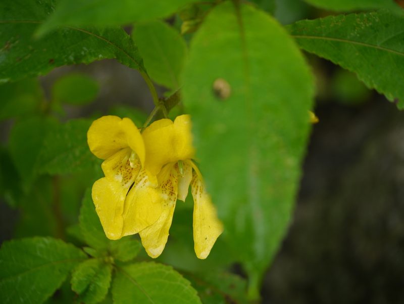 Impatiens tricornis, photographed by Dinesh Valke