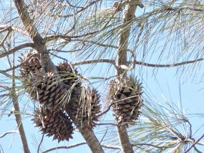 Pinus sabiniana, photographed by Alex