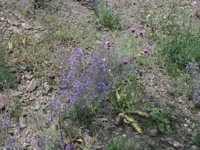 Teucrium orientale, photographed by Oleg Kosterin
