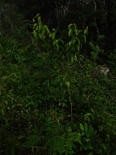 Croton arboreus, photographed by Jonathan Rodriguez
