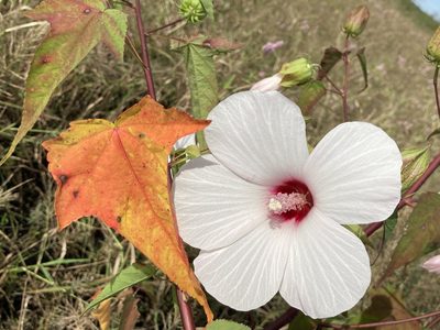 Muenchhusia laevis, photographed by kent ozment