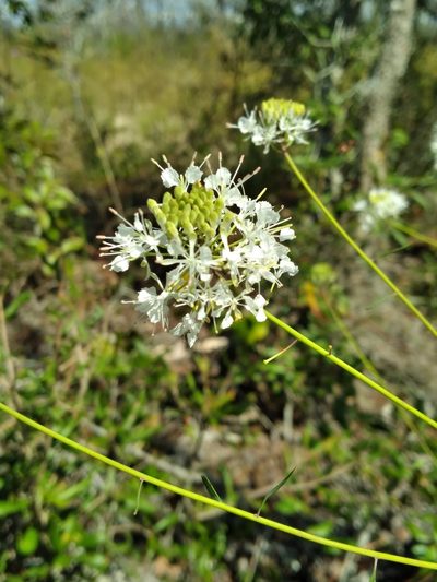 Warea carteri, photographed by Scott Ward