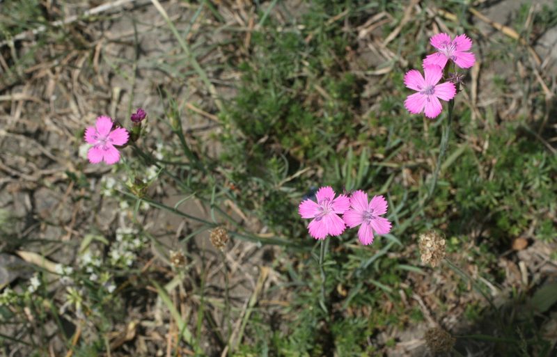 Dianthus ruprechtii, photographed by Oleg Kosterin