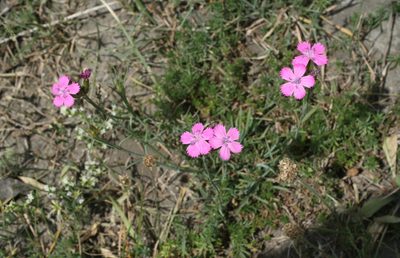 Dianthus ruprechtii, photographed by Oleg Kosterin