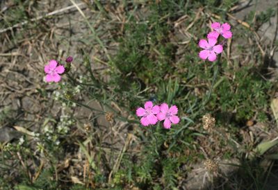 Dianthus ruprechtii, photographed by Oleg Kosterin