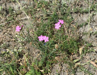 Dianthus ruprechtii, photographed by Oleg Kosterin
