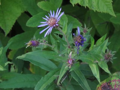Canadanthus modestus, photographed by Erin Springinotic
