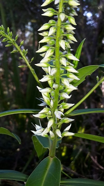 Veronica flavida, photographed by naturewatchwidow