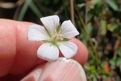 Geranium schlechteri, photographed by Peter Warren