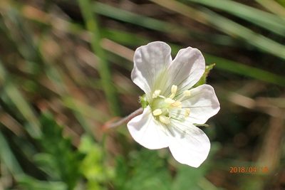 Geranium schlechteri, photographed by Peter Warren