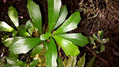 Brachyglottis kirkii, photographed by naturewatchwidow