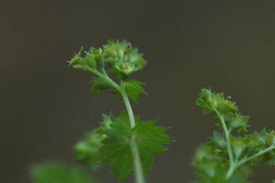 Alchemilla cymatophylla