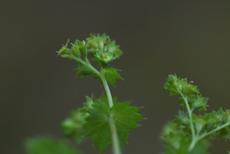 Alchemilla cymatophylla, photographed by Вячеслав Юсупов